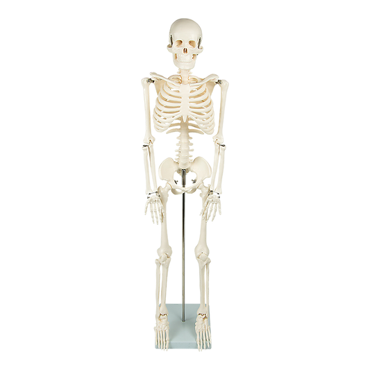 Anatomical 85cm Tall Human Skeleton with Flexible Spine Model - Medical Anatomy